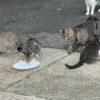A group of cats roaming near a suburban street in Dix Hills, New York