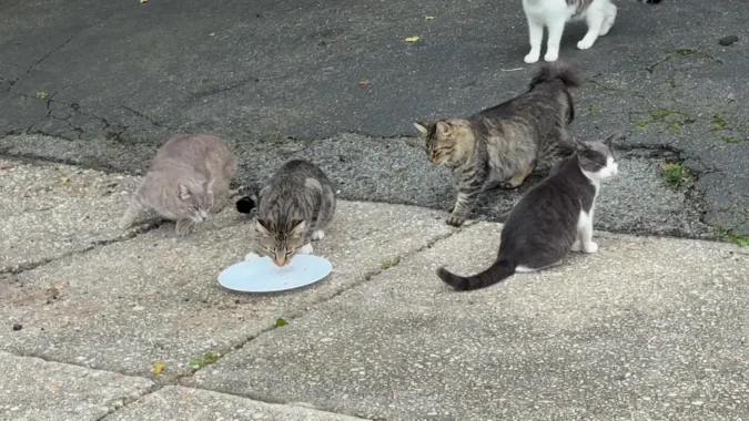 Dozens of Cats Roam a Dix Hills Block After an Eviction, as Neighbors and Huntington Officials Disagree Over Whether They Should Be Treated as Feral A group of cats roaming near a suburban street in Dix Hills, New York